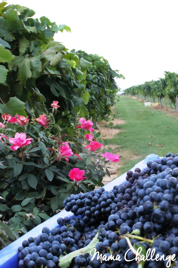 Grapes