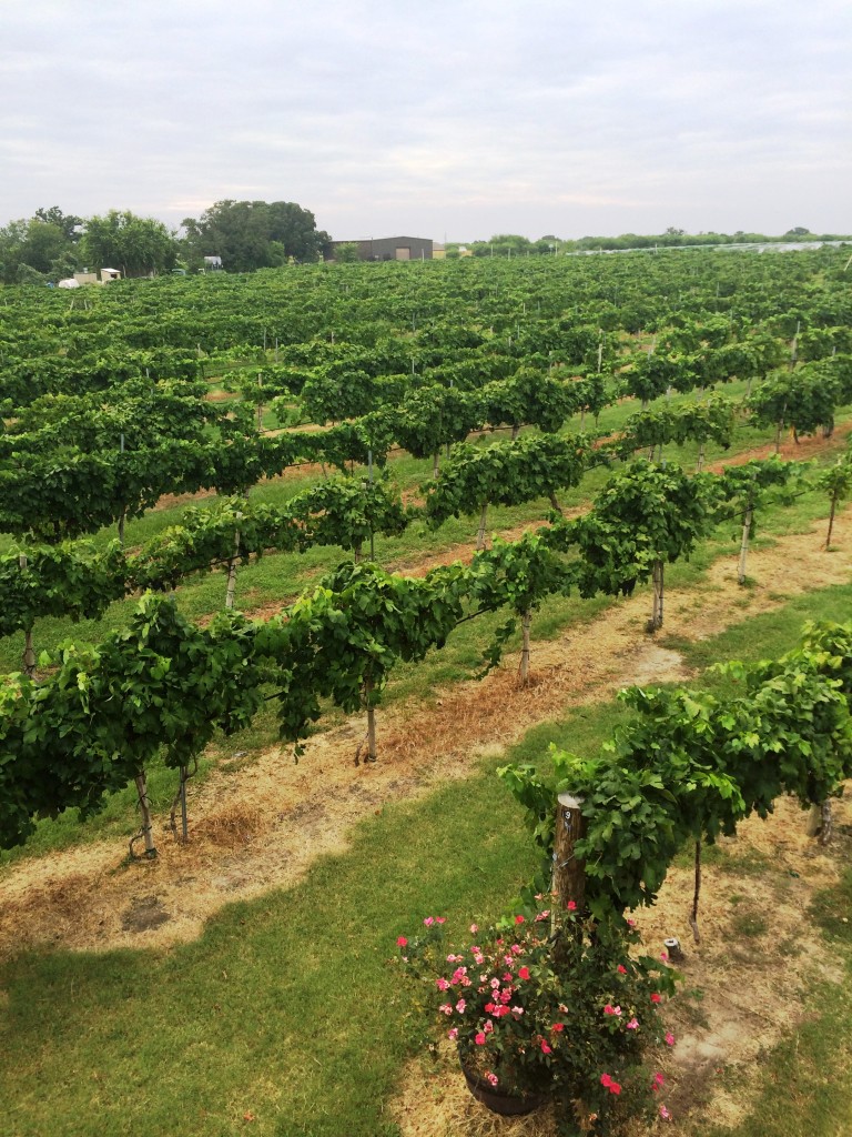 MessinaHof Vines