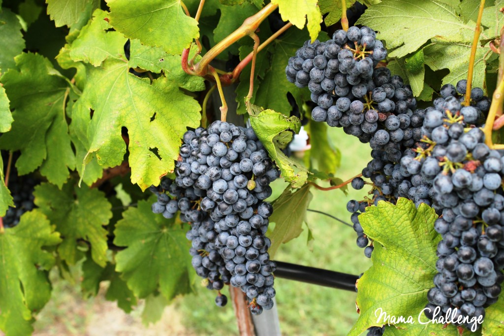 MessinaHofGrapes
