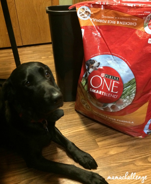 Purina-One-Birddie
