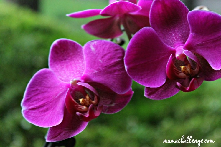 Orchid-Euphoria-MamaChallenge