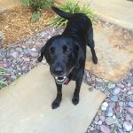 Find Local Dog Sitters with ROVER.com
